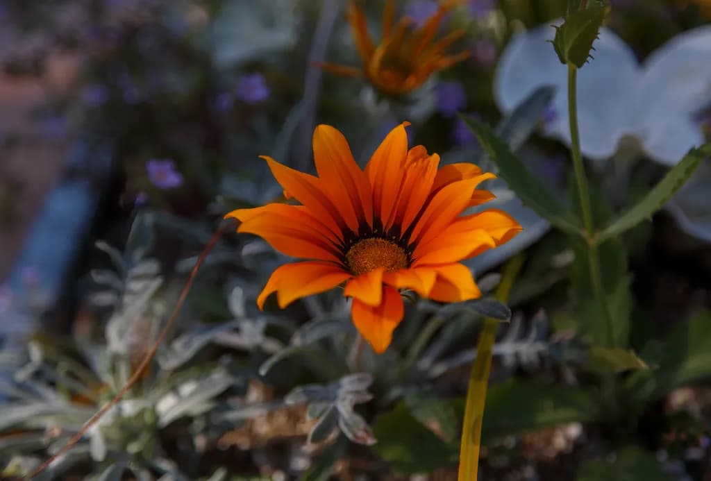 Radiant Embrace: The Orange Blossom's Dance in Nature's Palette