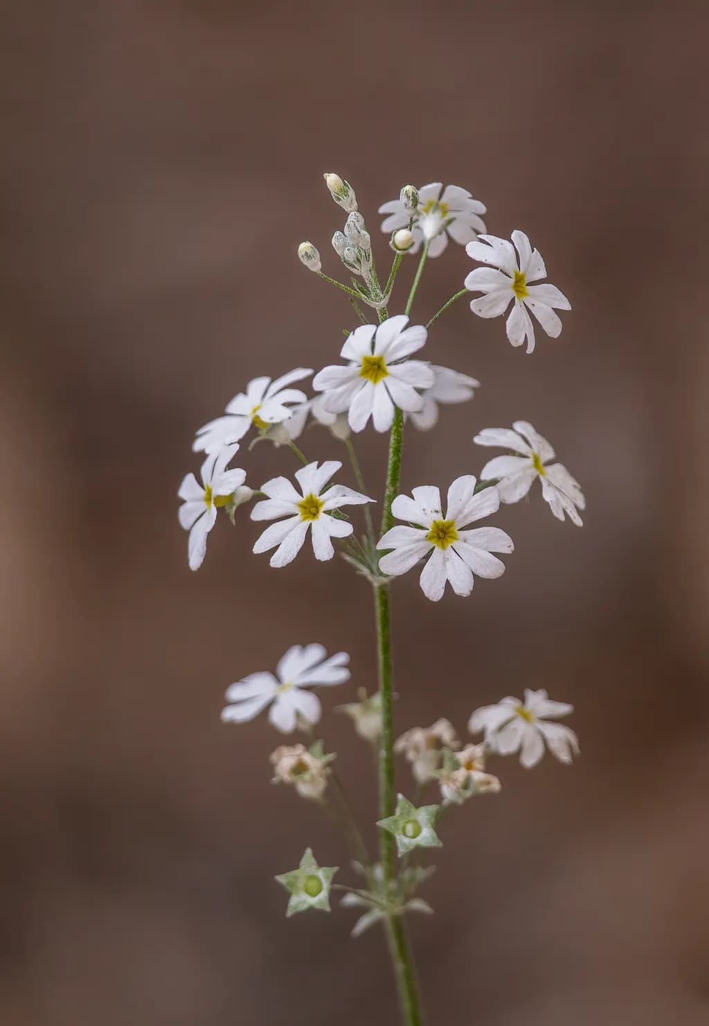 Whispers of Nature: Delicate White Petals in Bloom