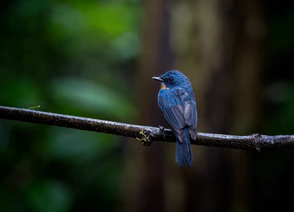 Whispers of the Forest: A Serene Blue Bird Perched in Nature's Embrace