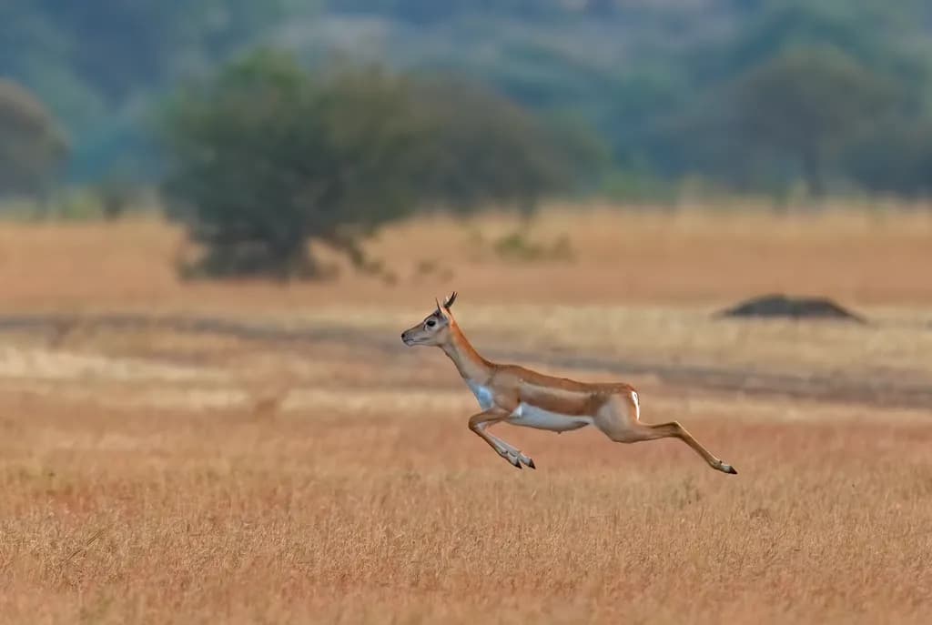 Grace in Motion: The Majestic Leap of the Antelope Across the Golden Plains