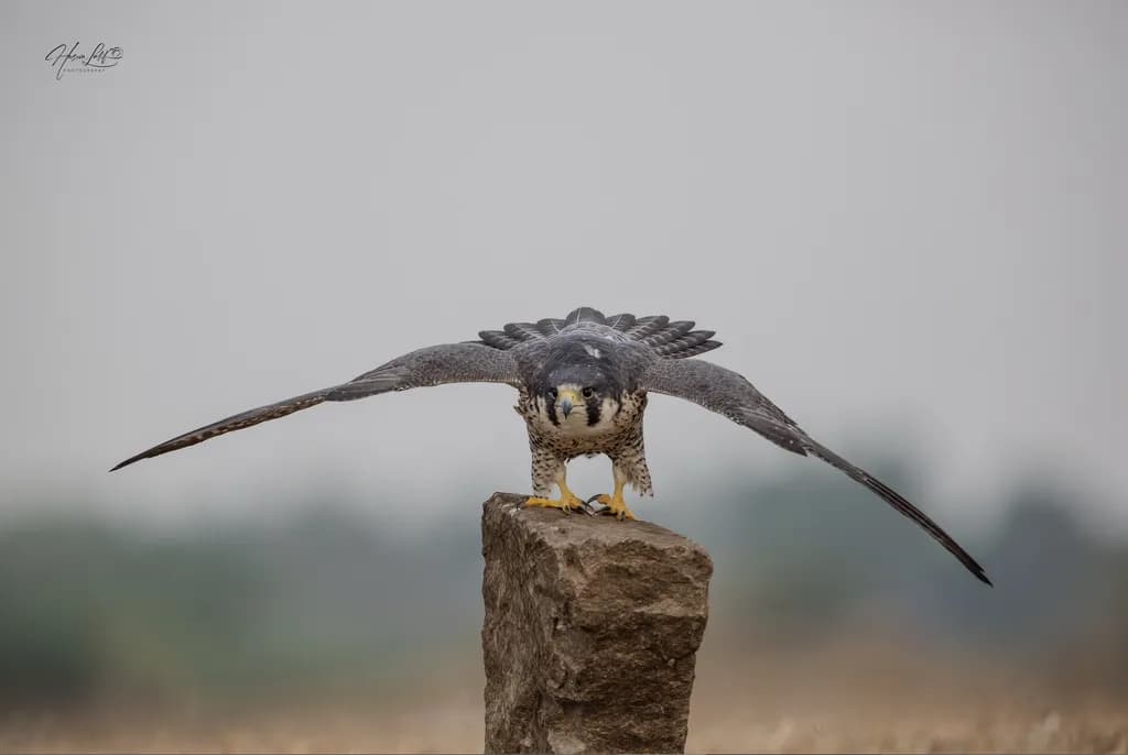 Majestic Standoff: The Peregrine Falcon's Poised Gaze on Nature's Stage