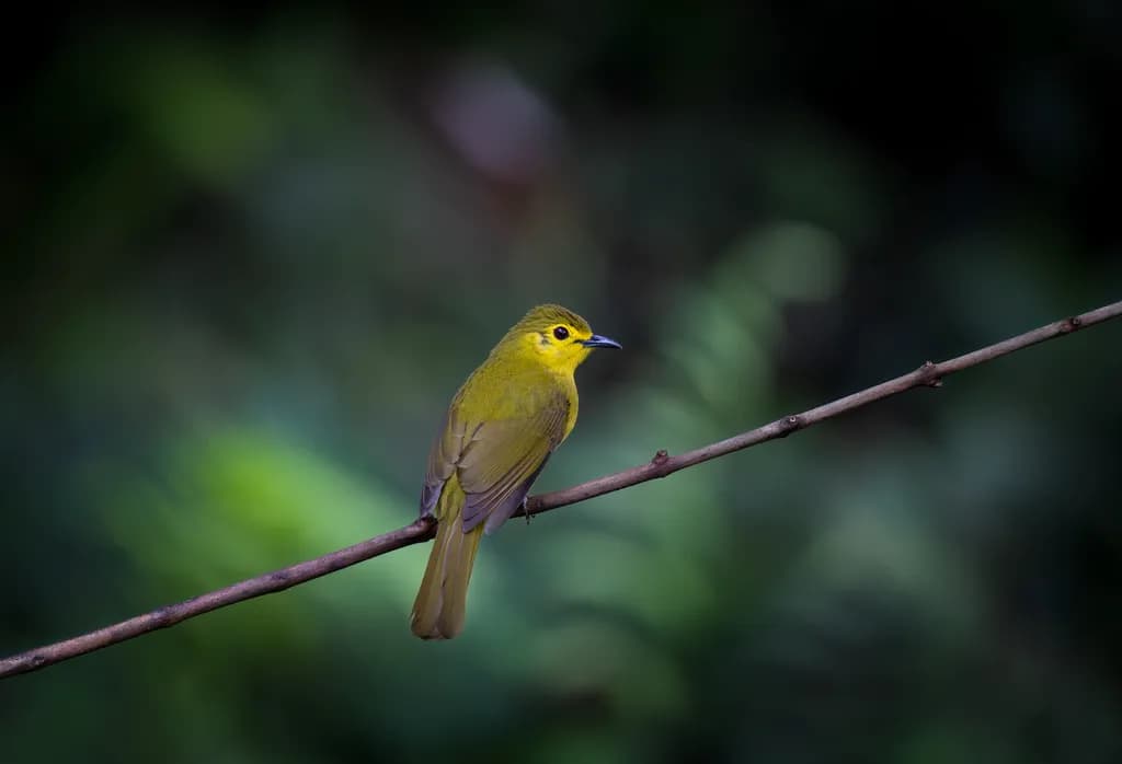 Whispers of Nature: A Yellow Warbler's Serenade in the Heart of the Forest