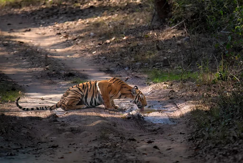 Whispers of the Wild: A Tiger's Moment of Stillness in Nature's Embrace