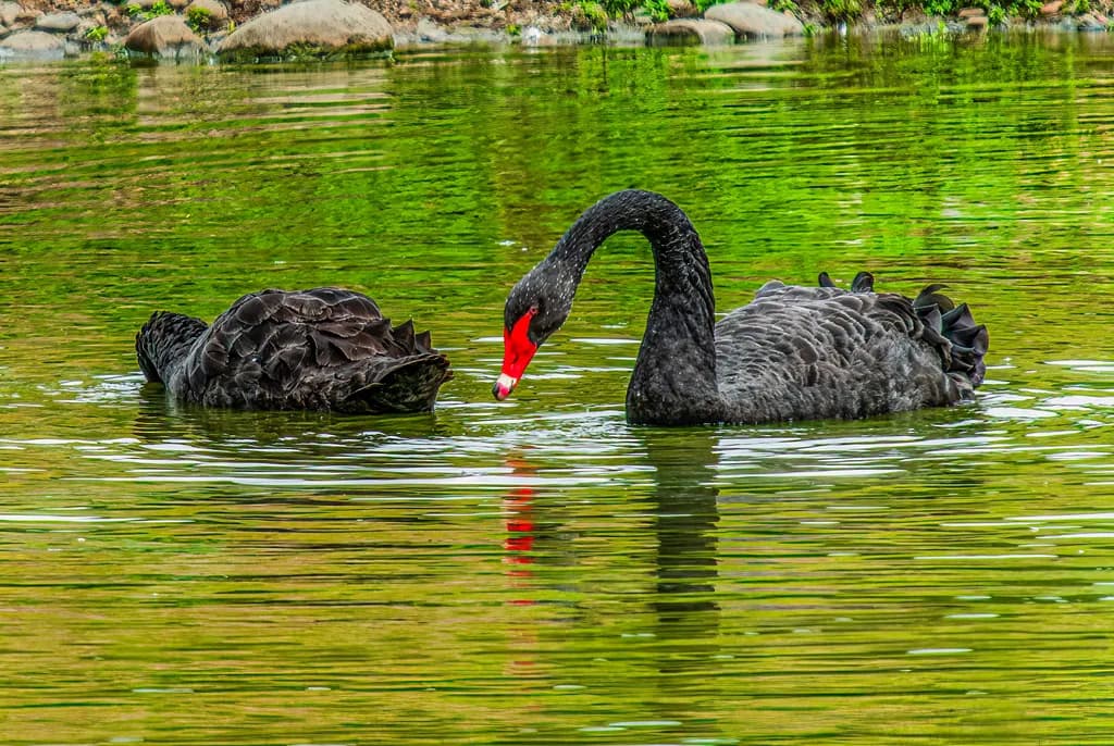 Reflections of Grace
