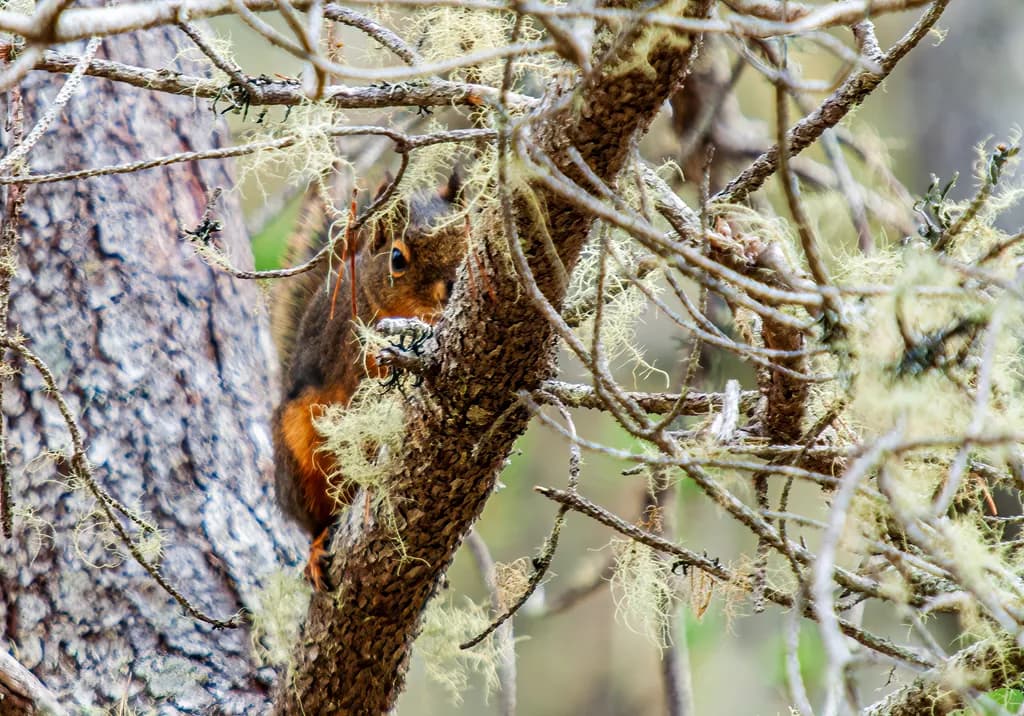 Whiskers Among the Branches: A Squirrel's Secret Hideaway in Eastern Oregon's Wilderness