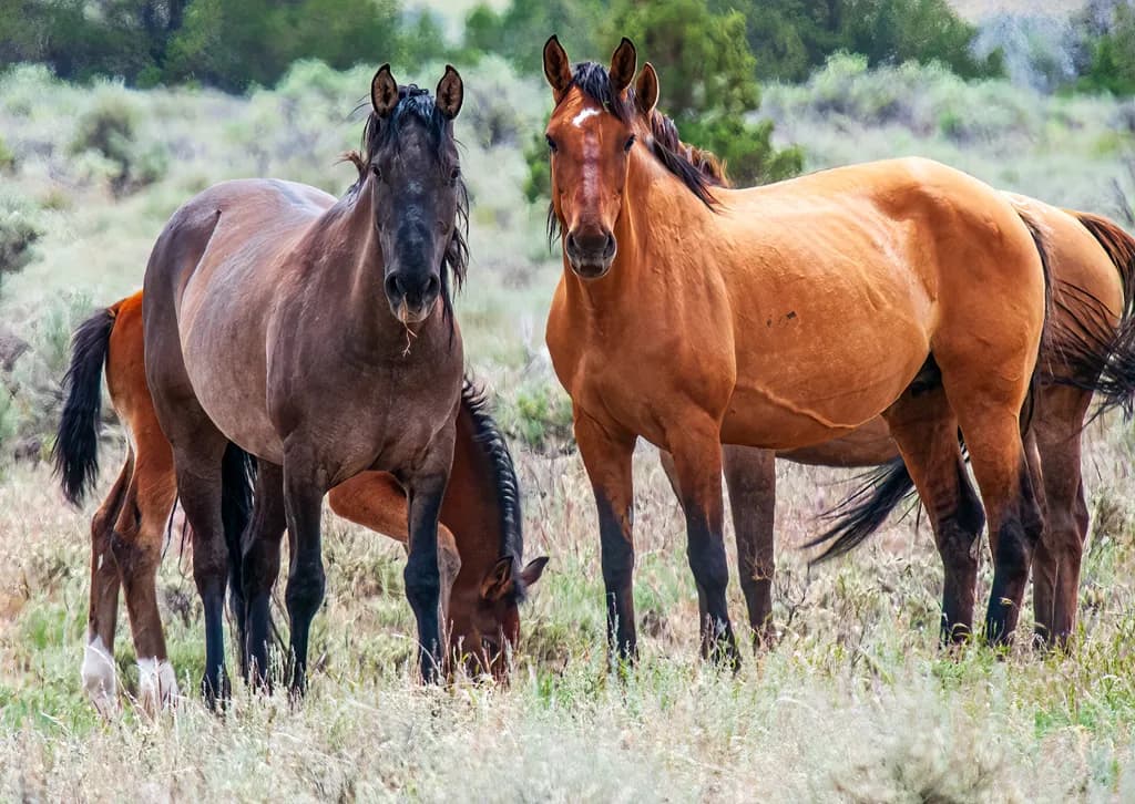 Wild Spirits of Oregon