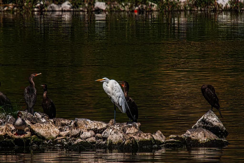 Serenity in Flight: A Glimpse of Oregon's Majestic Wildlife
