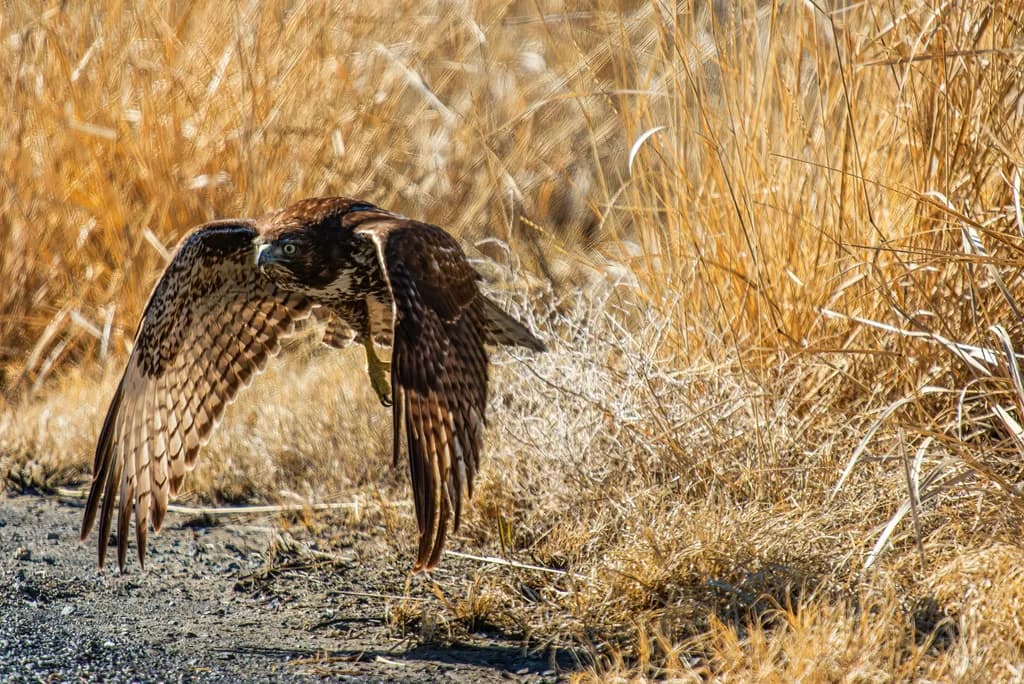 Hawk in Flight