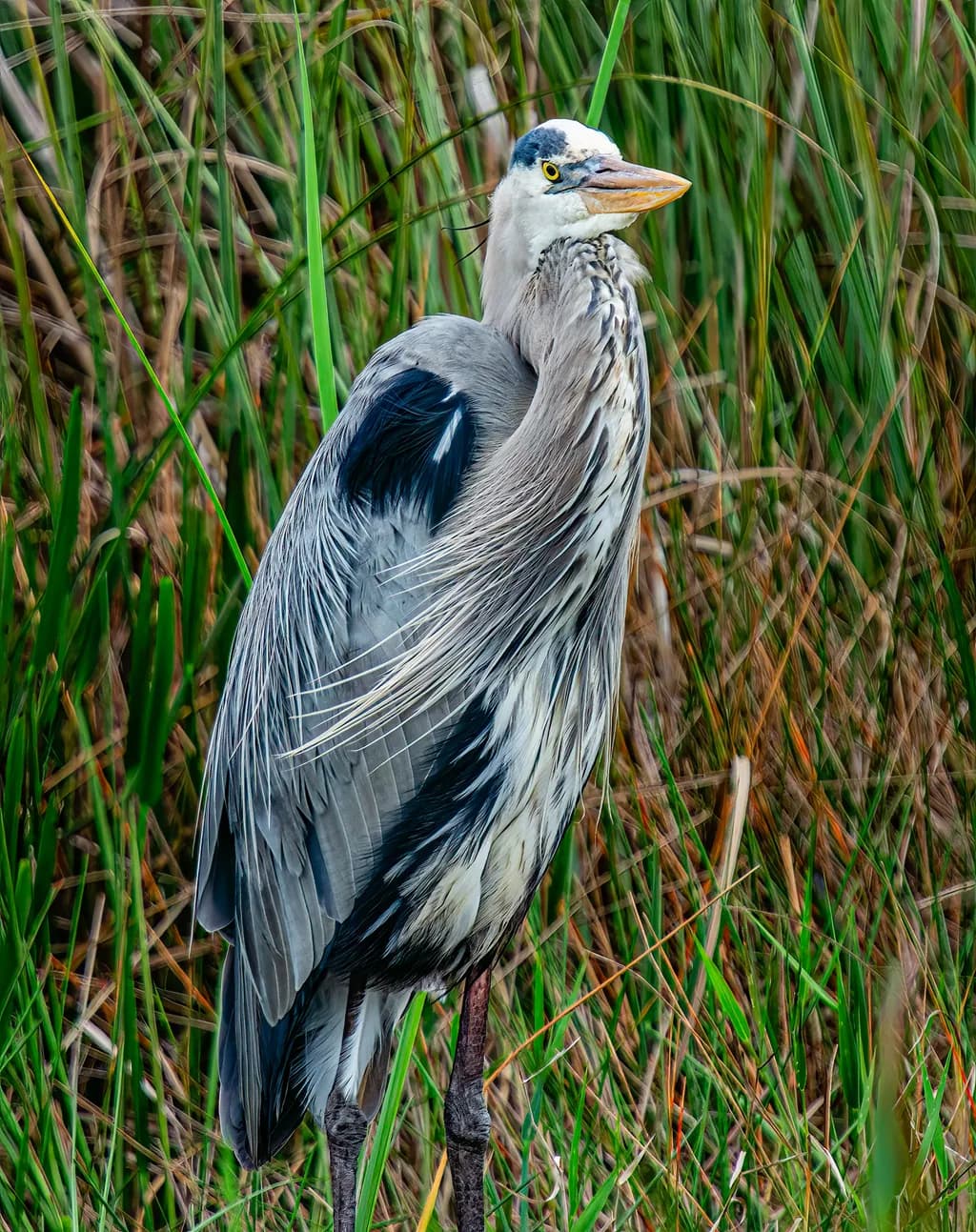Old Soul of the Everglades
