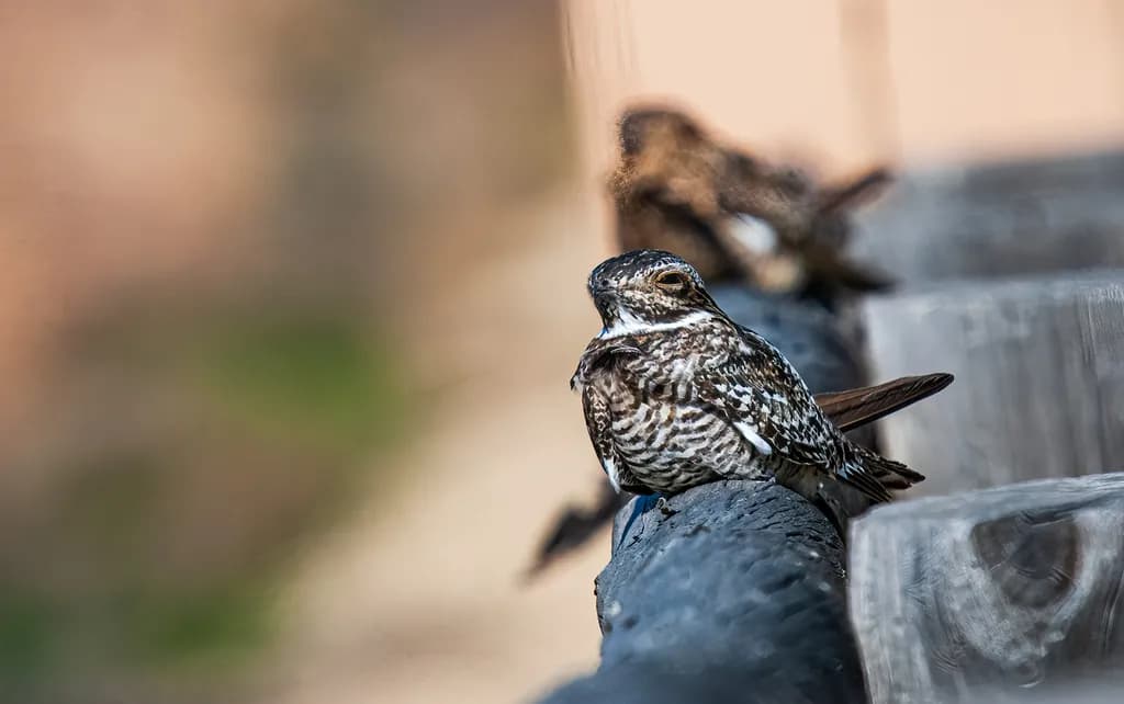 Perched Camouflage