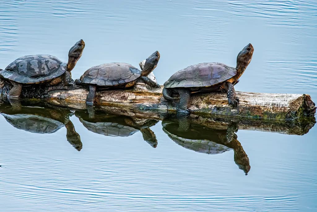 Log Lounge: The Turtle Trio