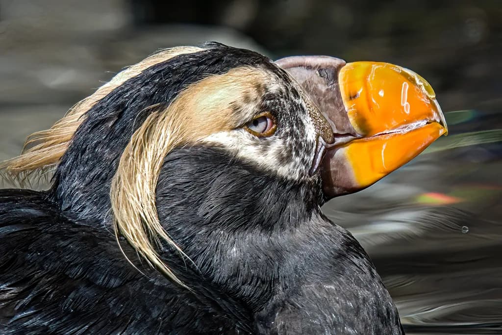 Puffin Attitude