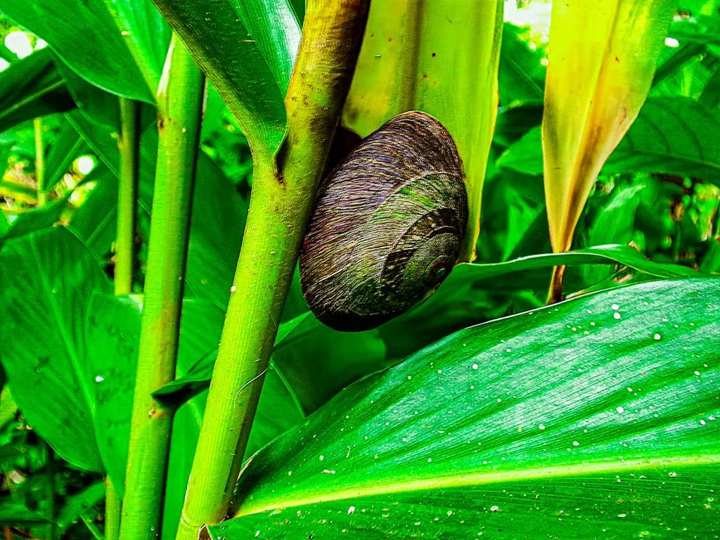 Snail on Green