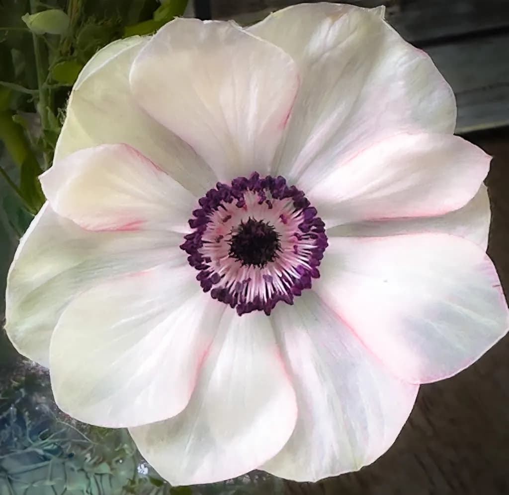 Pink Halo Blossom