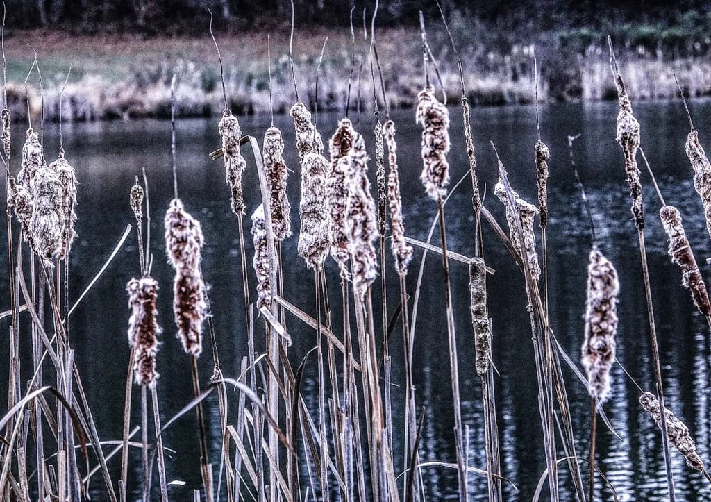 Cattails by the Water