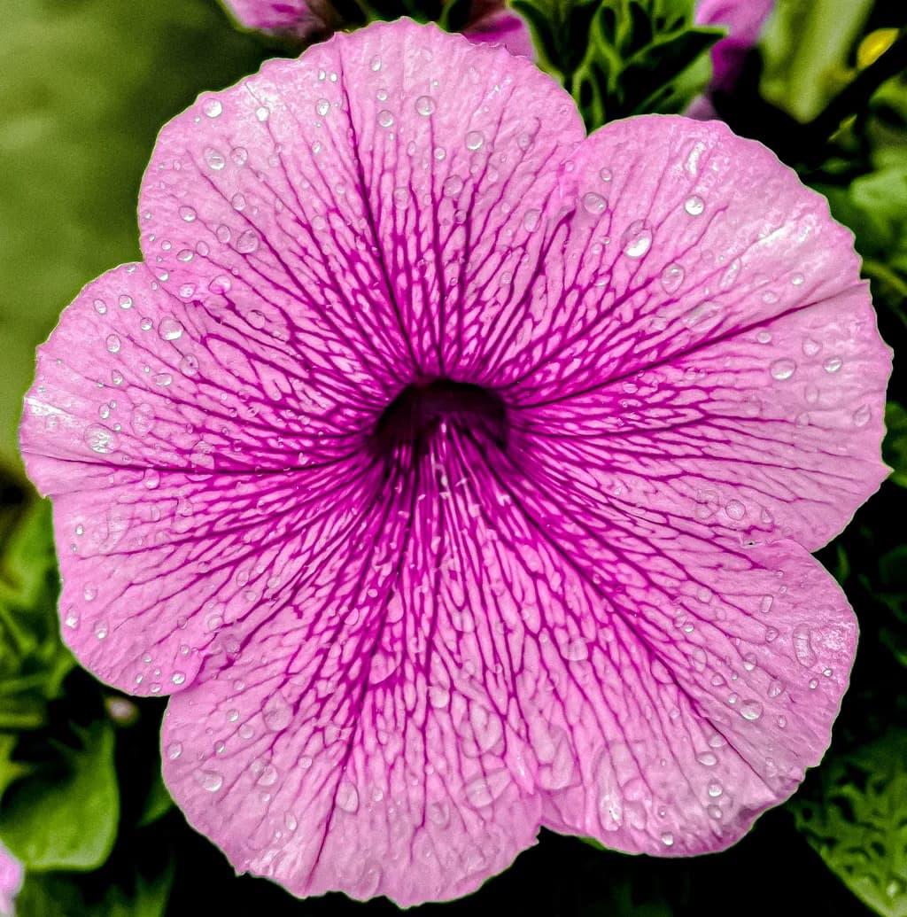 Droplet Veins