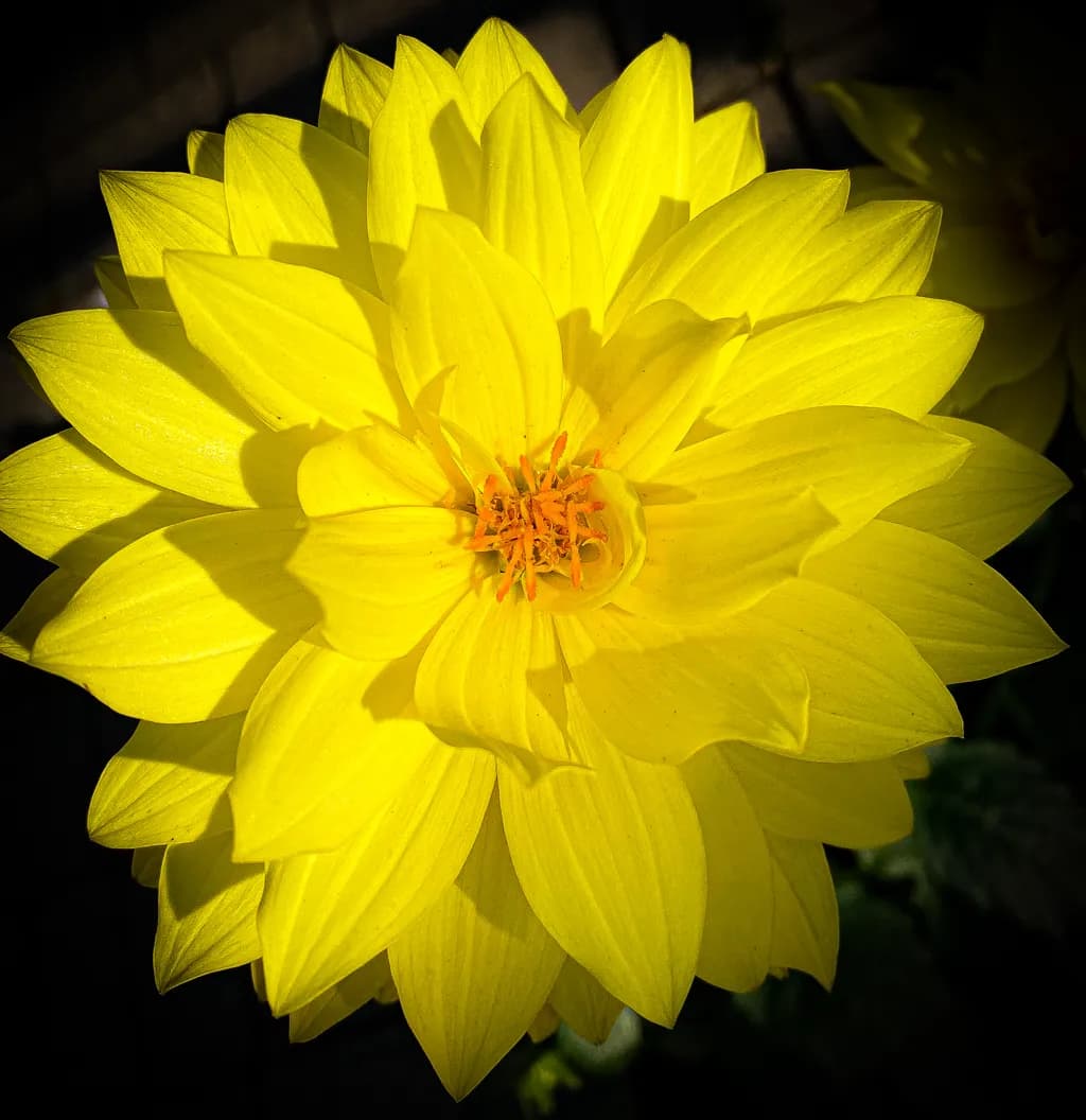 Yellow Dahlia
