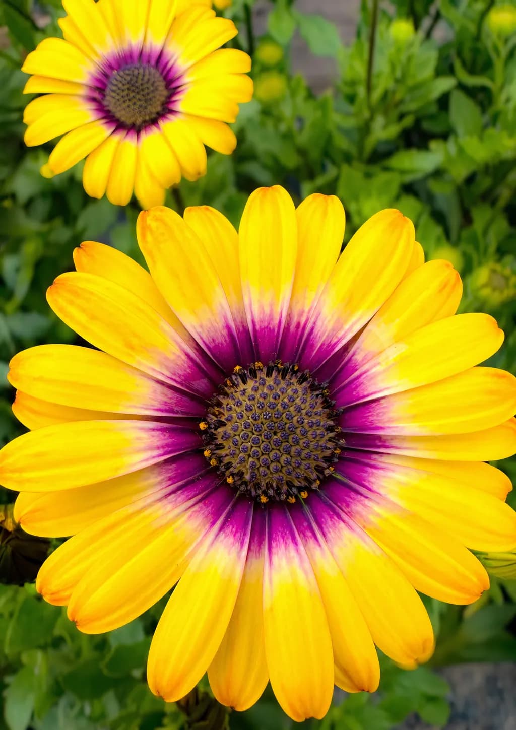 Golden Halo Bloom