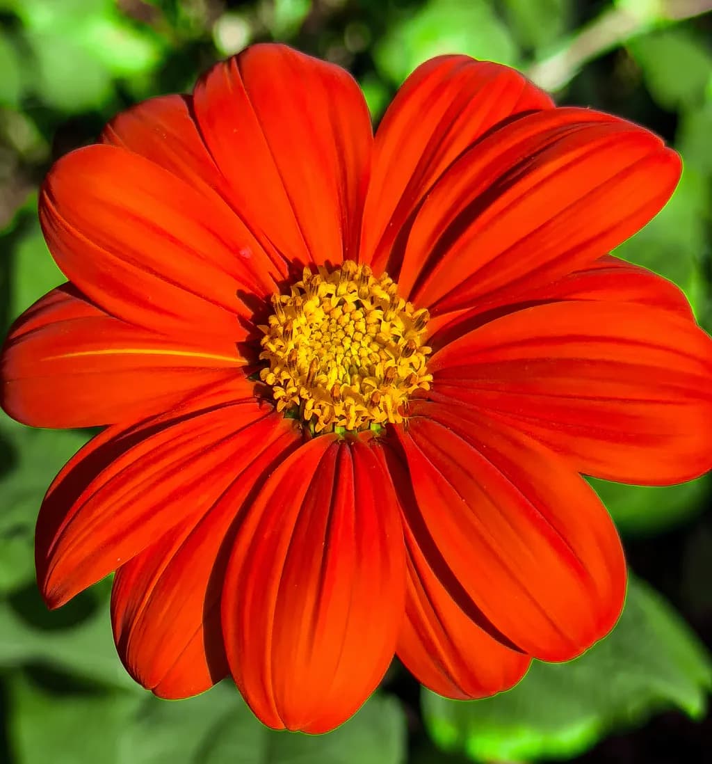 Radiant Blossom