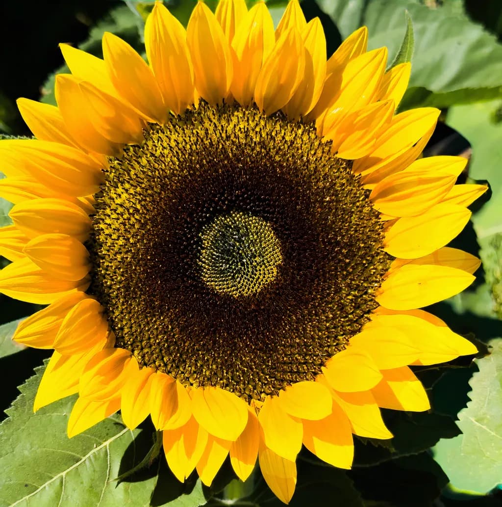 Sunflower Closeup