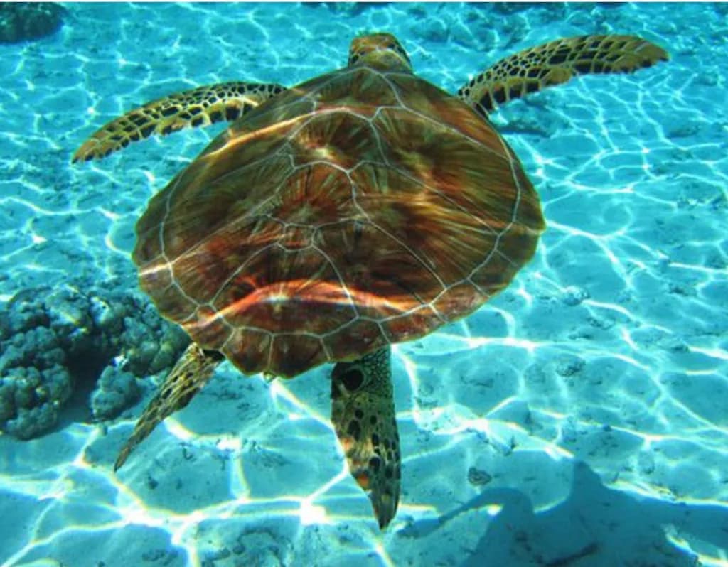 Serenity Beneath the Waves: A Majestic Sea Turtle's Journey Through Crystal Waters