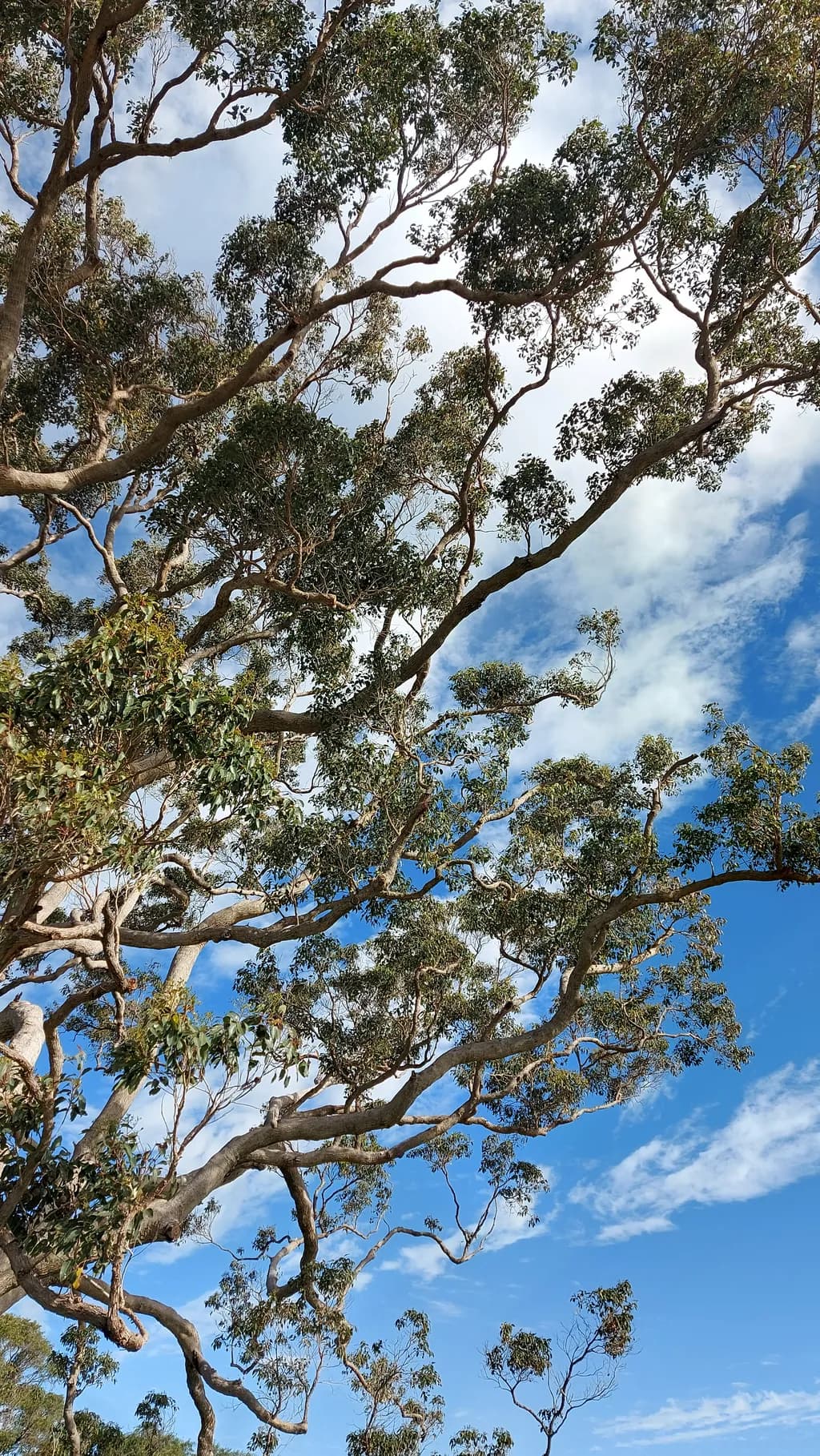 Eucalyptus Serenity