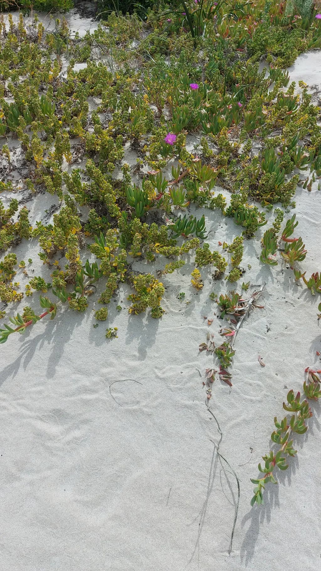 Coastal Greens