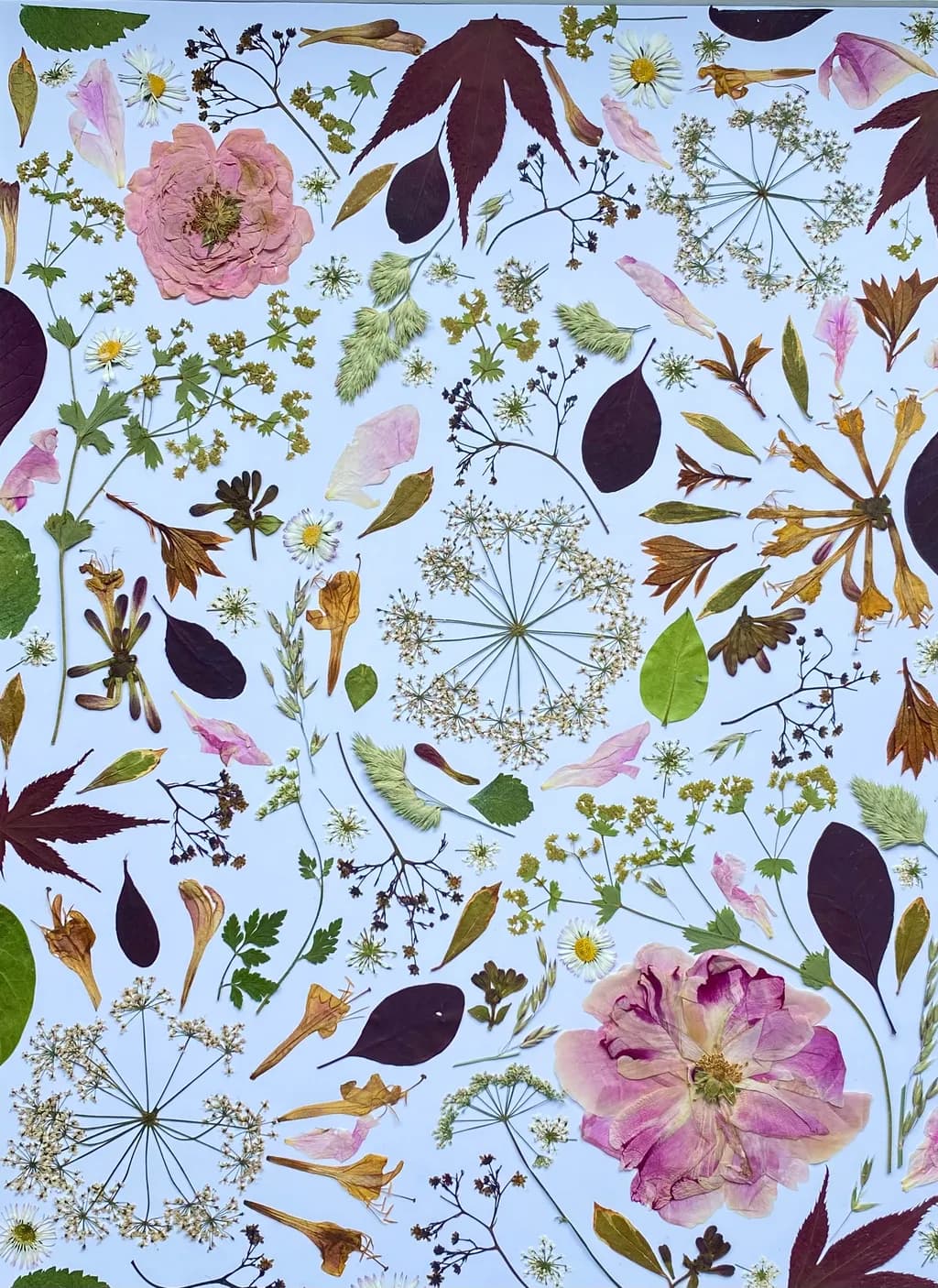 Whispers of Nature: A Botanical Symphony of Pressed Leaves and Flowers