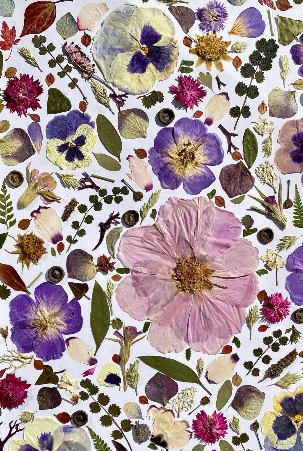 Whispers of Nature: A Colorful Botanical Symphony in Pressed Florals