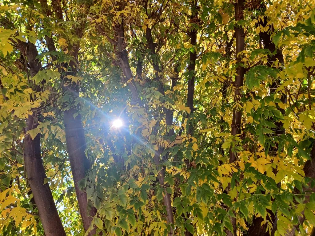 Sunlit Canopy