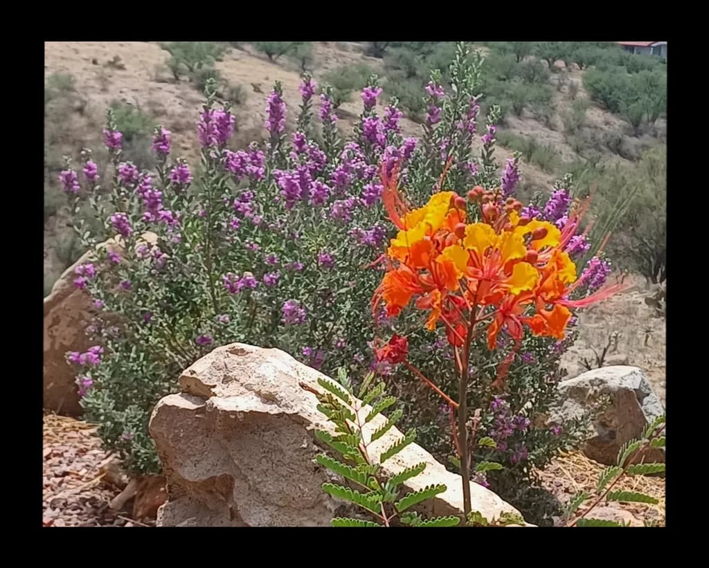 Desert Blooms