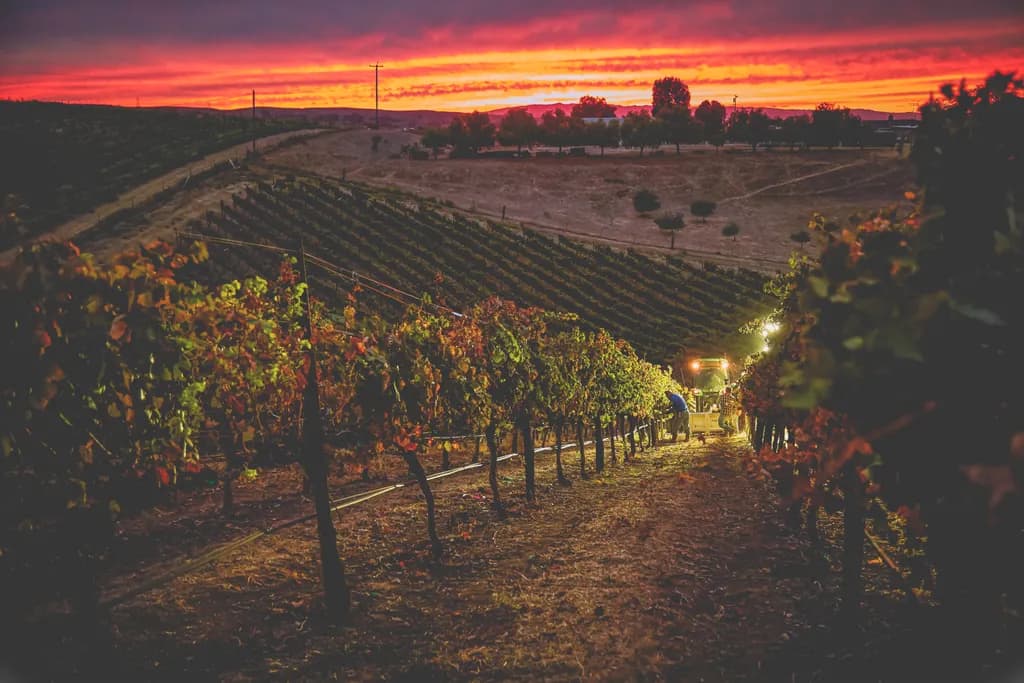 Syrah Harvest Sunset
