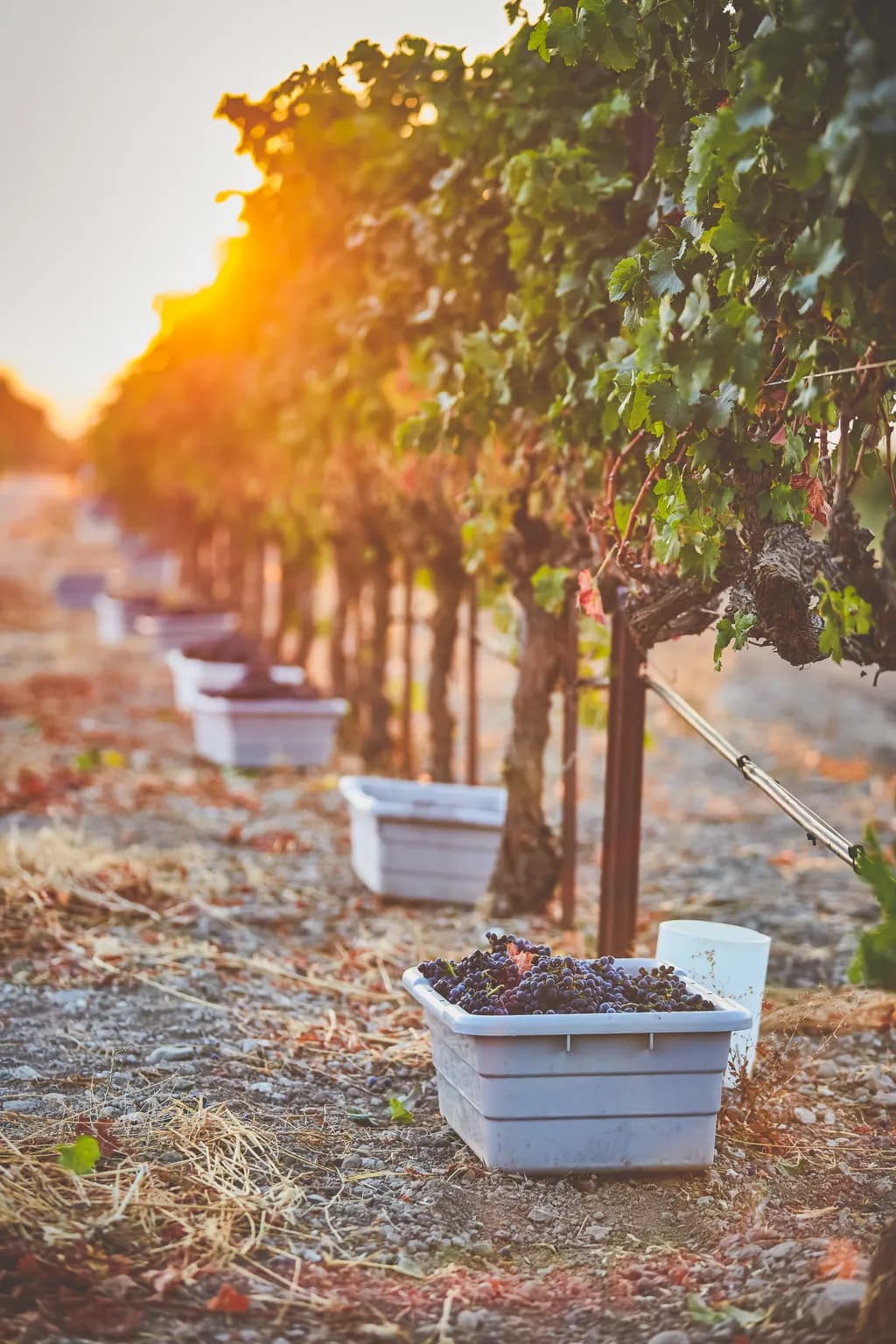 Merlot Harvest