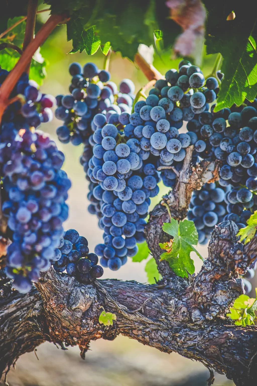 Merlot Harvest