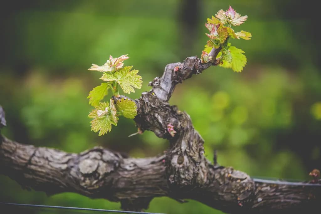Vine of Life