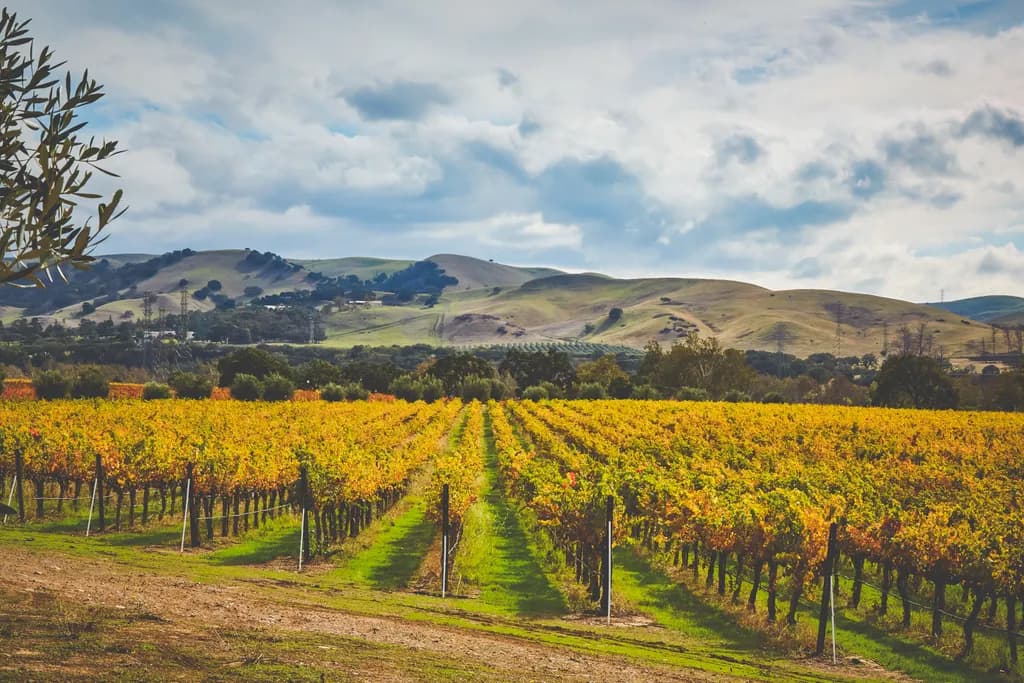 Vineyard Serenity