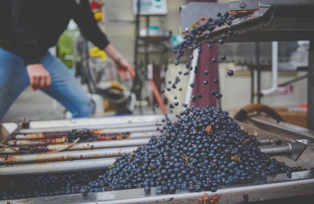 Blueberry Harvest