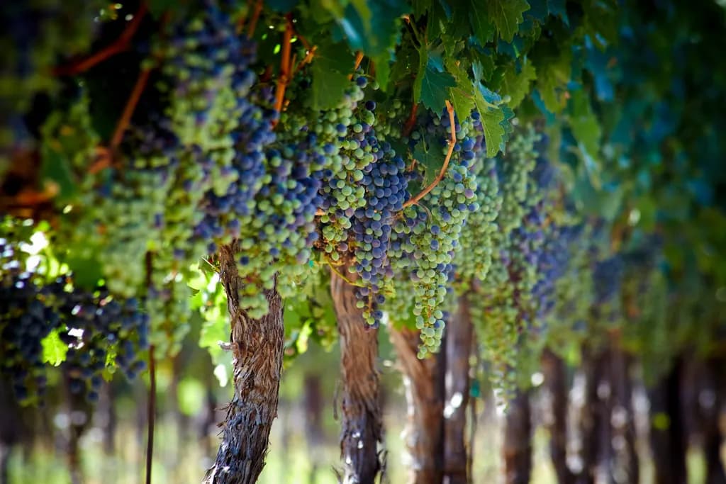 Grapes of Life