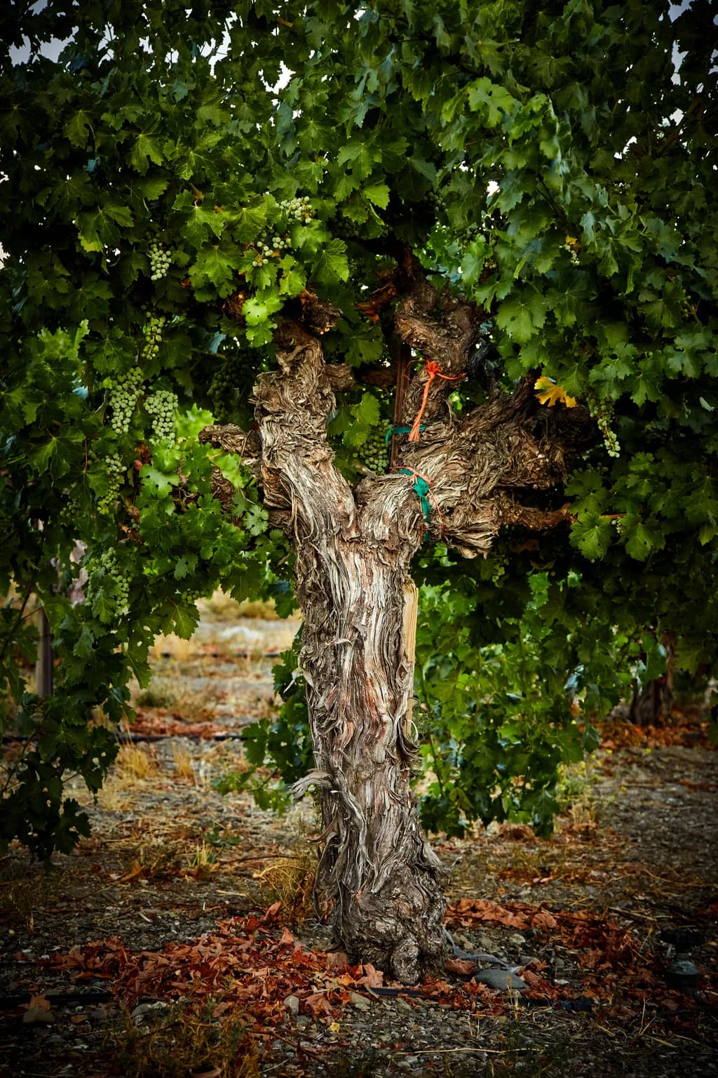 The Mother Vine at Concannon Vineyard