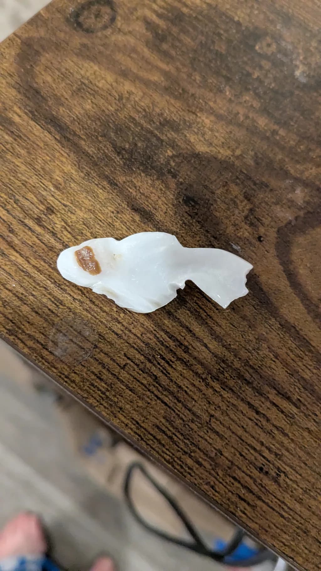Goldfish