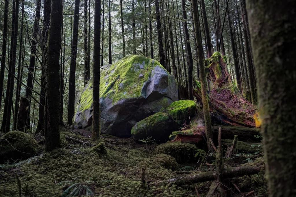 Forest Boulder Journey