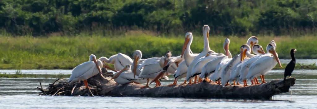 Pelicans on Log