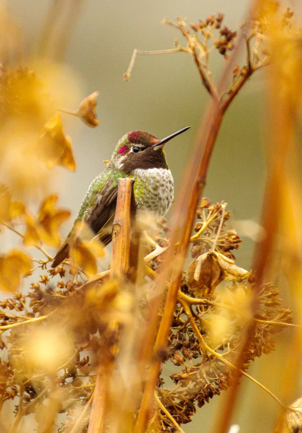 Hummingbird in Dried Branches