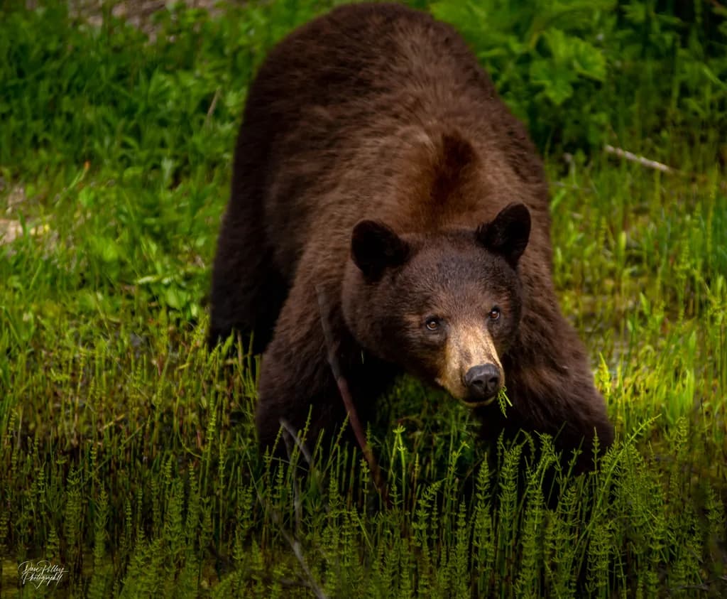 Bear in the Grass