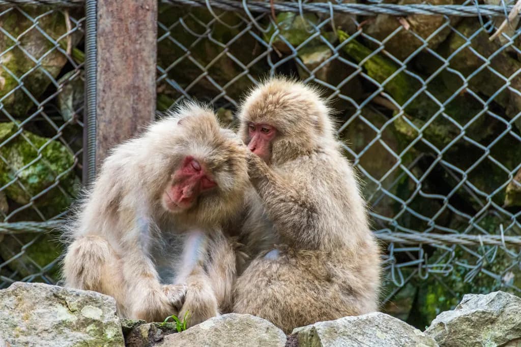 Gentle Grooming