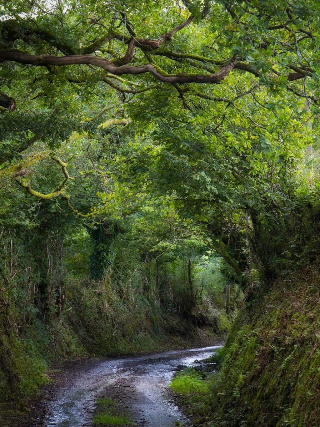 Whispers of the Green Path: A Serene Journey Through Nature's Embrace