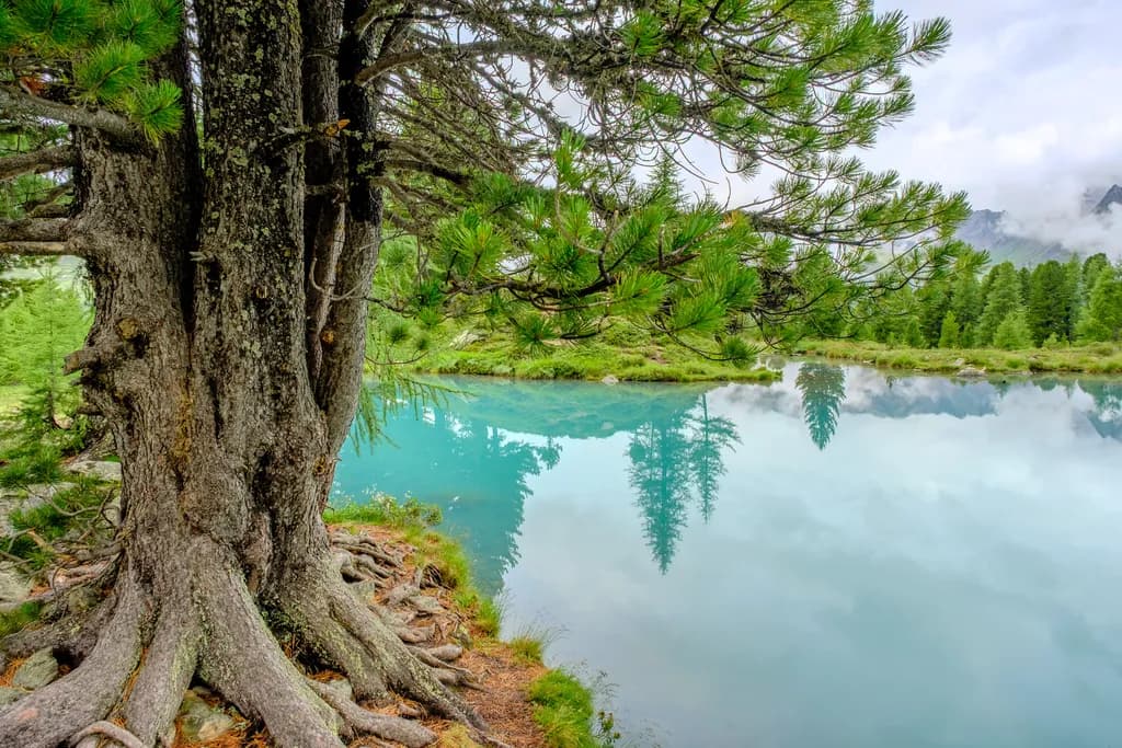 Whispers of Serenity: A Tranquil Reflection in Nature's Embrace