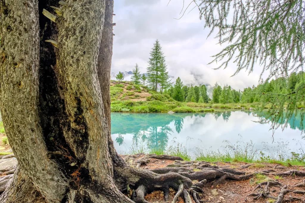 Whispers of Nature: A Serene Reflection by the Tranquil Lake