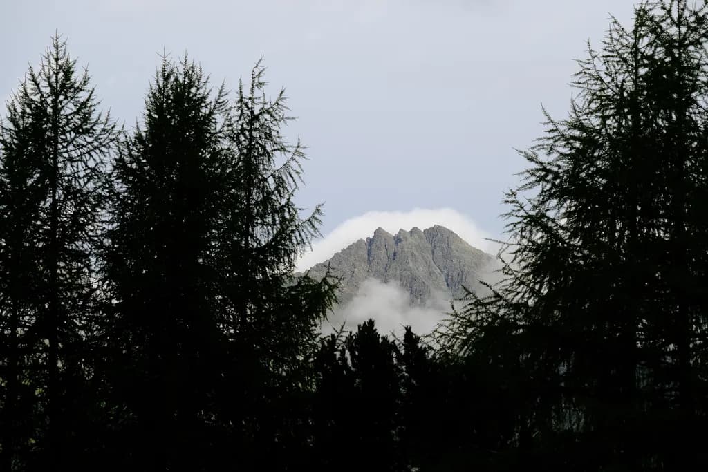 Whispers of the Mountain: A Serene View Through the Pines