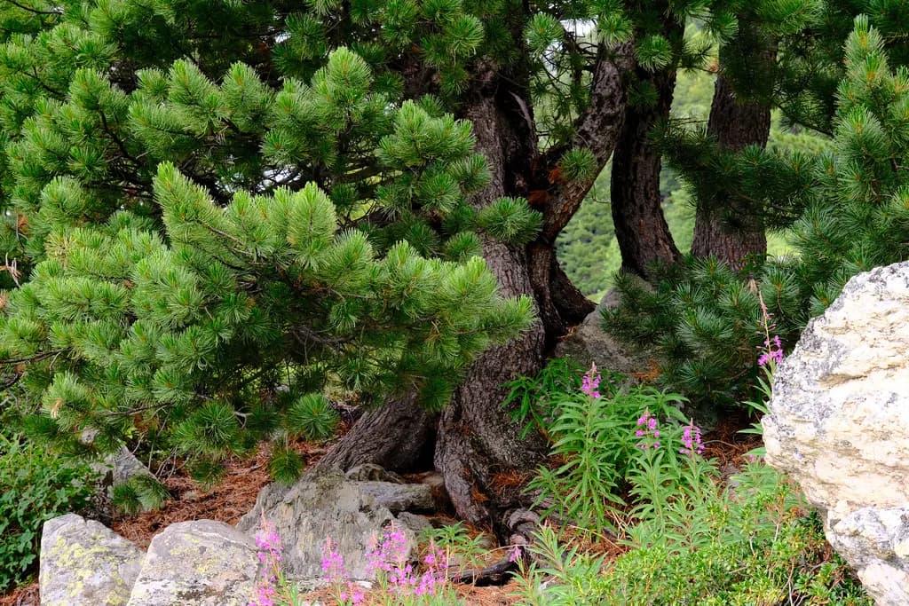 Whispers of Nature: A Serene Landscape of Trees and Wildflowers Amidst Rocky Embrace